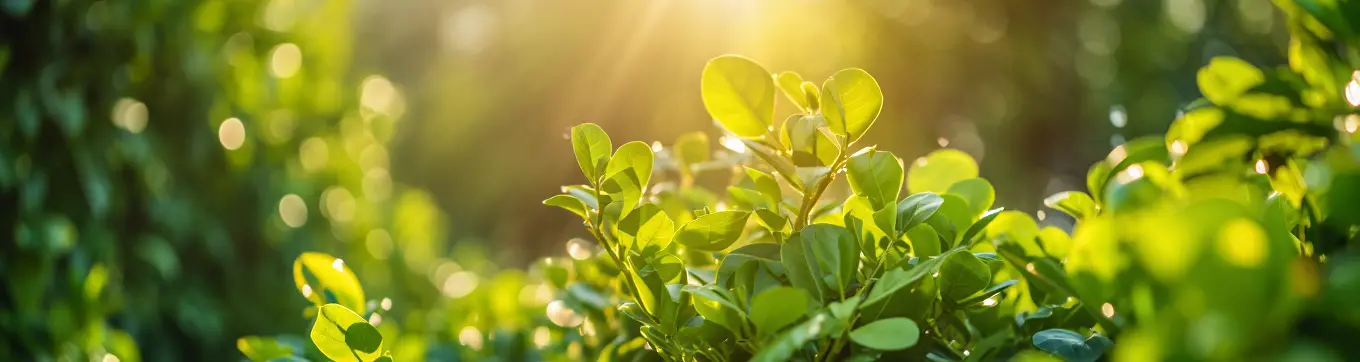 image separator between review and faq